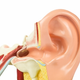 Illustration for article titled Discover All The Details You Are Going To Need To Be Able To Locate The Best Assistive Hearing Aidsem/em